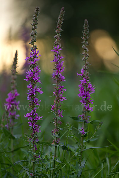 Blut-Weiderich (Lythrum salicaria)