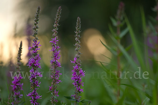 Blut-Weiderich (Lythrum salicaria)