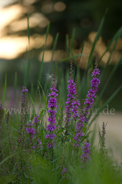 Blut-Weiderich (Lythrum salicaria)