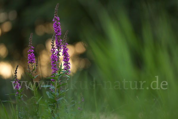 Blut-Weiderich (Lythrum salicaria)