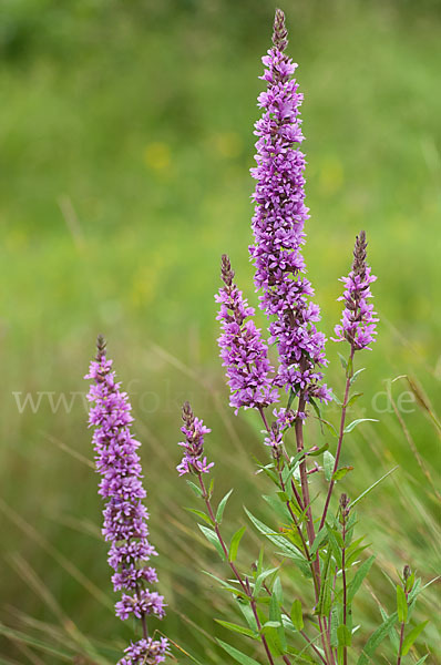 Blut-Weiderich (Lythrum salicaria)