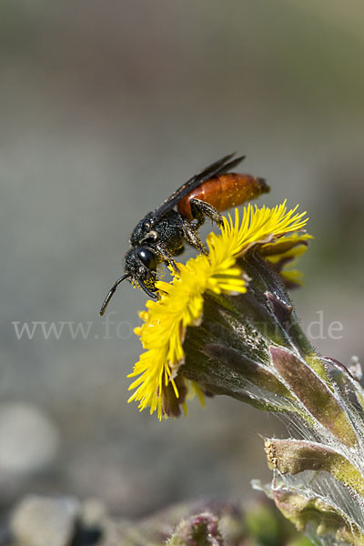 Blutbiene (Sphecodes spec.)