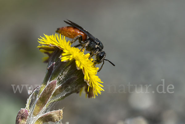 Blutbiene (Sphecodes spec.)