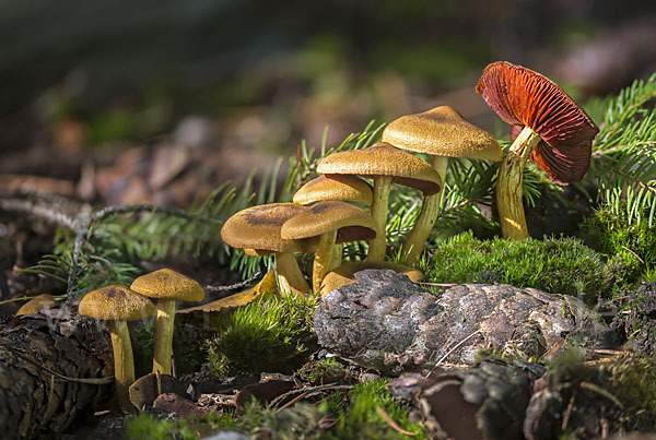 Blutblättriger Hautkopf (Cortinarius semisanguineus)