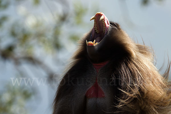 Blutbrustpavian (Theropithecus gelada)