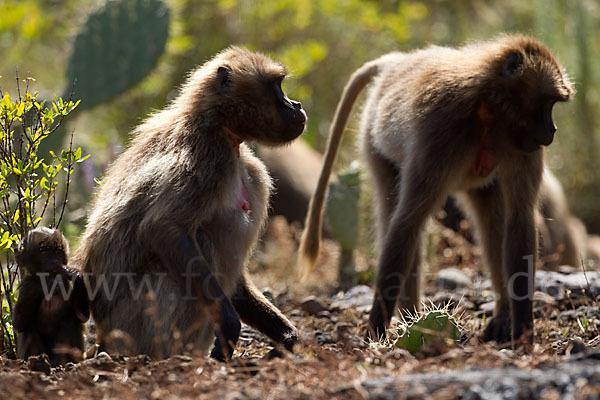 Blutbrustpavian (Theropithecus gelada)