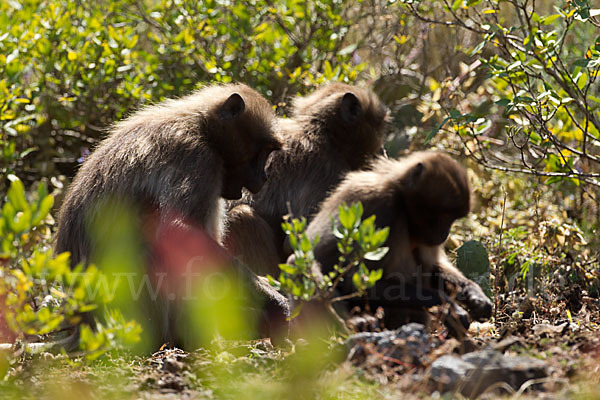 Blutbrustpavian (Theropithecus gelada)