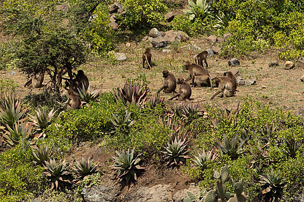 Blutbrustpavian (Theropithecus gelada)