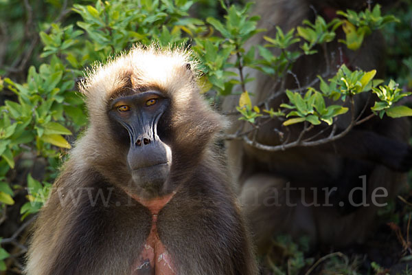 Blutbrustpavian (Theropithecus gelada)