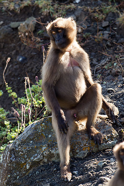 Blutbrustpavian (Theropithecus gelada)