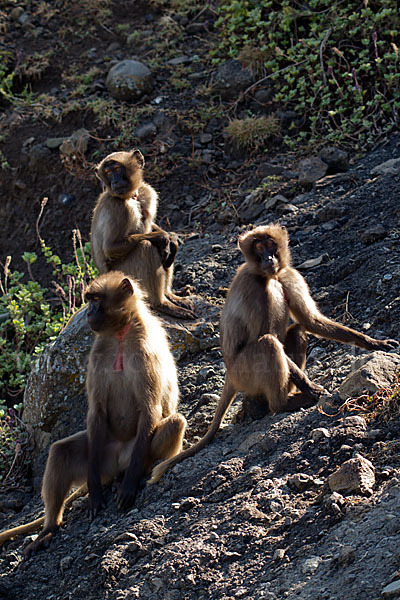 Blutbrustpavian (Theropithecus gelada)