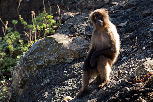 Blutbrustpavian (Theropithecus gelada)