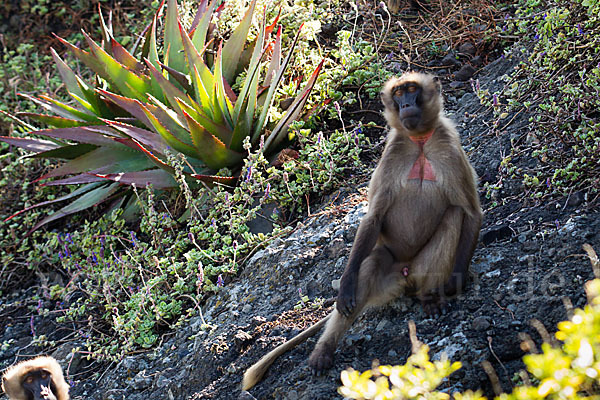 Blutbrustpavian (Theropithecus gelada)