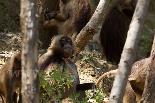 Blutbrustpavian (Theropithecus gelada)