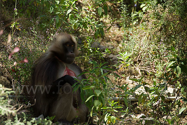 Blutbrustpavian (Theropithecus gelada)