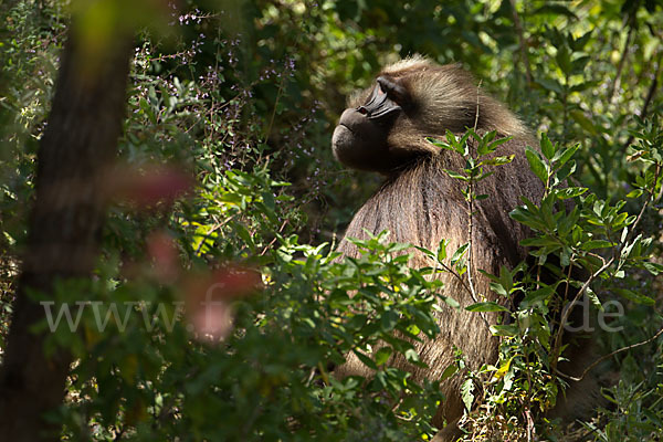 Blutbrustpavian (Theropithecus gelada)