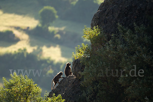 Blutbrustpavian (Theropithecus gelada)