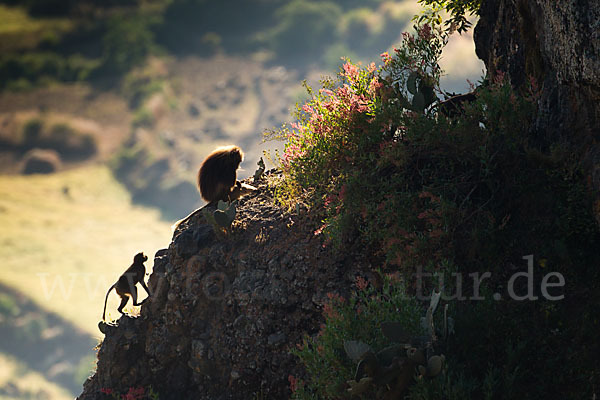 Blutbrustpavian (Theropithecus gelada)