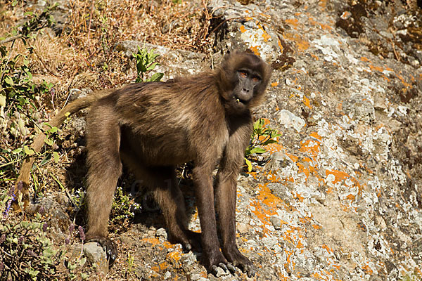 Blutbrustpavian (Theropithecus gelada)