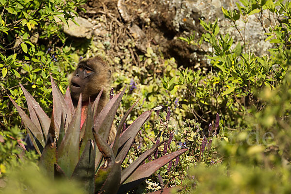 Blutbrustpavian (Theropithecus gelada)