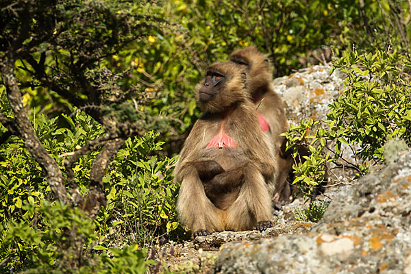 Blutbrustpavian (Theropithecus gelada)