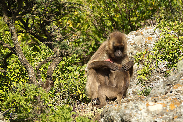 Blutbrustpavian (Theropithecus gelada)