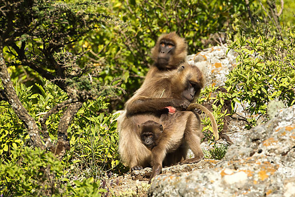 Blutbrustpavian (Theropithecus gelada)