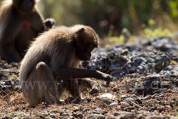 Blutbrustpavian (Theropithecus gelada)