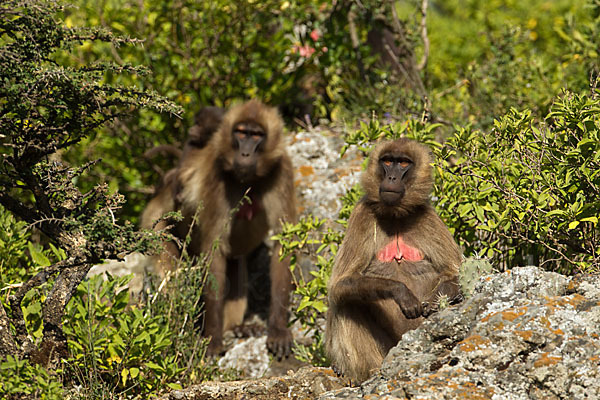 Blutbrustpavian (Theropithecus gelada)