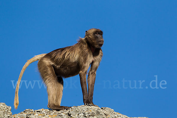 Blutbrustpavian (Theropithecus gelada)