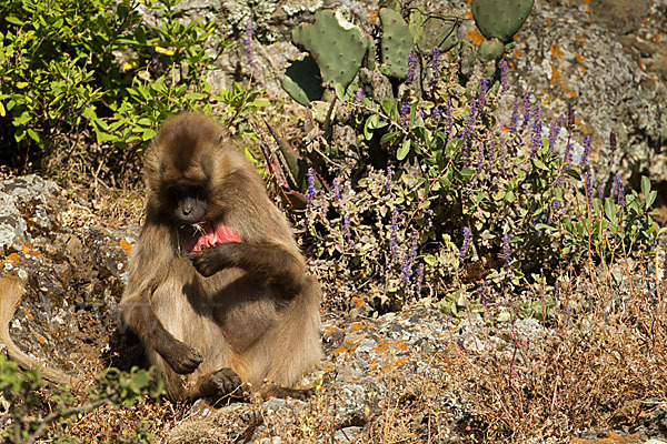 Blutbrustpavian (Theropithecus gelada)