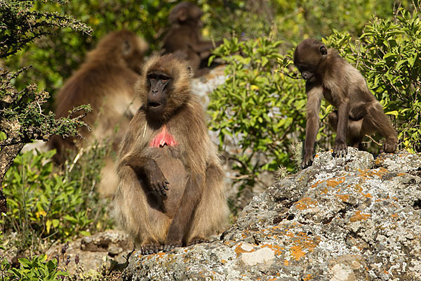 Blutbrustpavian (Theropithecus gelada)