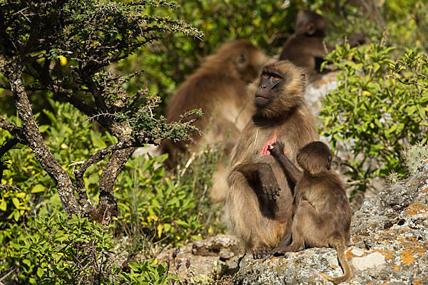 Blutbrustpavian (Theropithecus gelada)