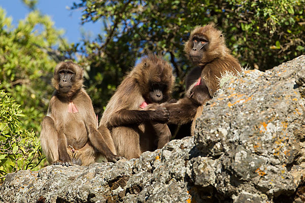 Blutbrustpavian (Theropithecus gelada)