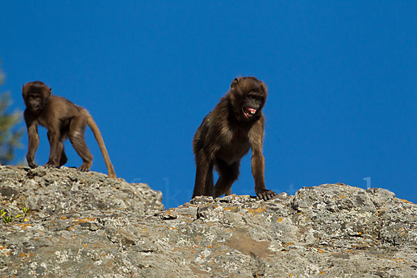 Blutbrustpavian (Theropithecus gelada)