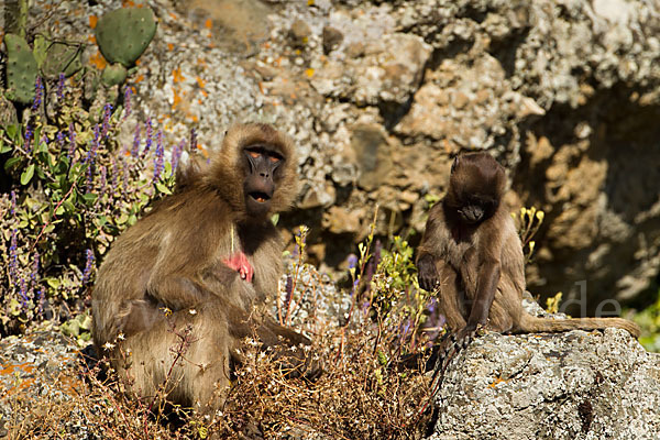 Blutbrustpavian (Theropithecus gelada)