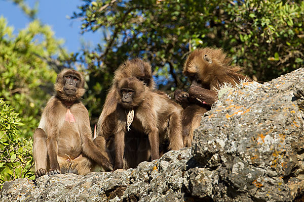 Blutbrustpavian (Theropithecus gelada)