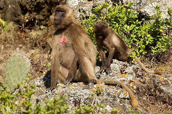 Blutbrustpavian (Theropithecus gelada)