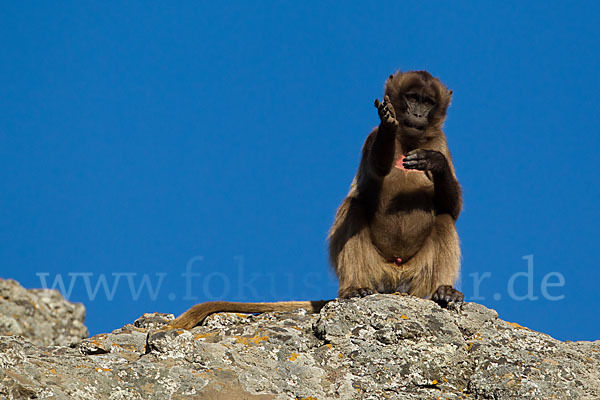 Blutbrustpavian (Theropithecus gelada)