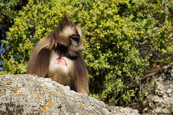 Blutbrustpavian (Theropithecus gelada)