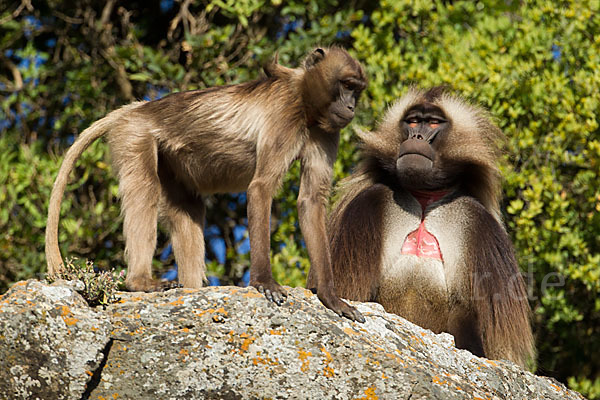 Blutbrustpavian (Theropithecus gelada)