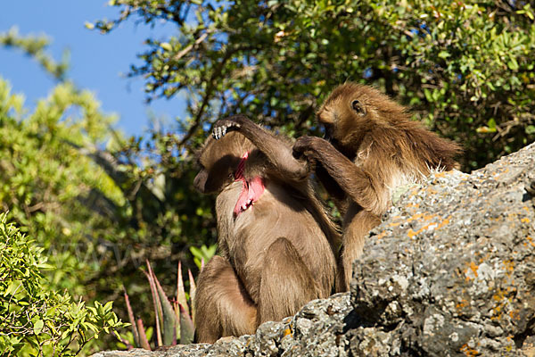 Blutbrustpavian (Theropithecus gelada)