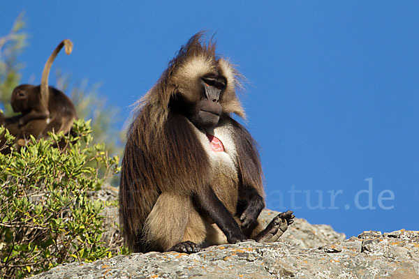 Blutbrustpavian (Theropithecus gelada)