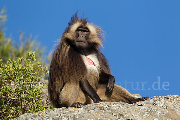 Blutbrustpavian (Theropithecus gelada)