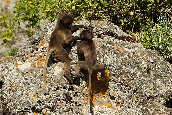 Blutbrustpavian (Theropithecus gelada)