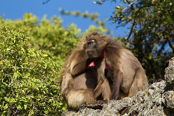 Blutbrustpavian (Theropithecus gelada)