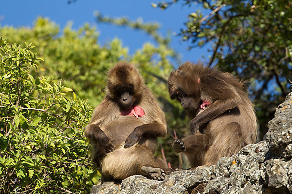 Blutbrustpavian (Theropithecus gelada)