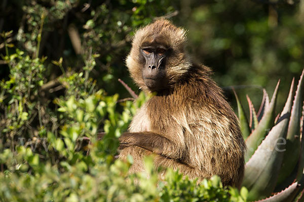 Blutbrustpavian (Theropithecus gelada)