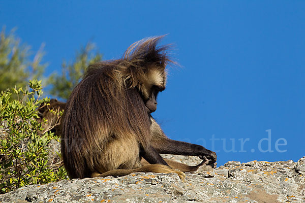 Blutbrustpavian (Theropithecus gelada)