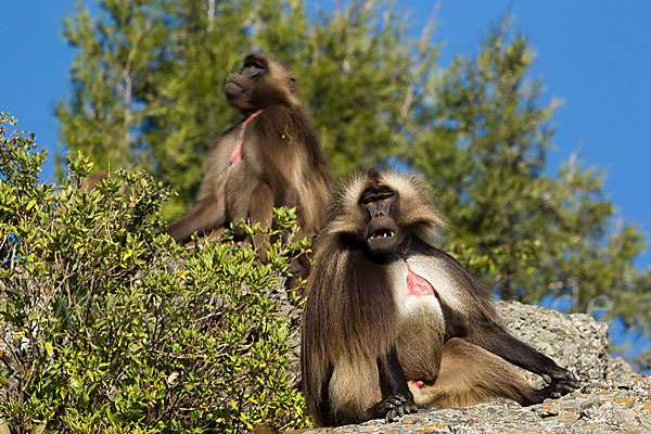 Blutbrustpavian (Theropithecus gelada)